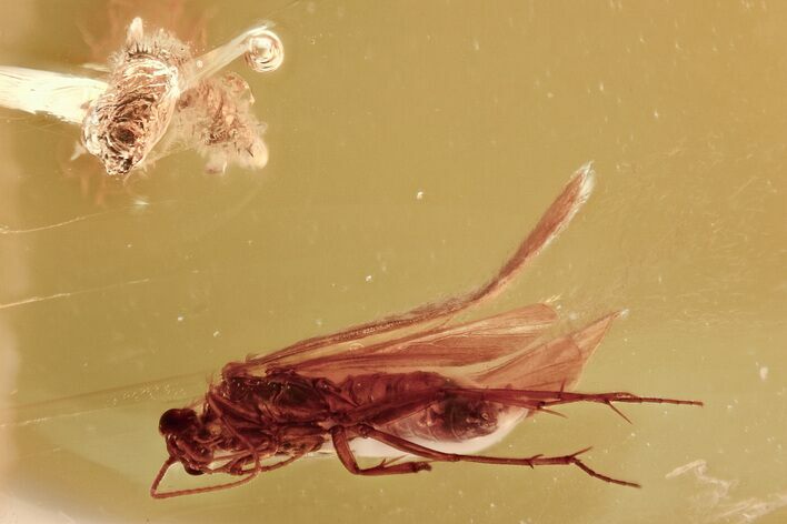 Fossil Caddisfly (Trichoptera) and Larva (Diptera) in Baltic Amber #315576